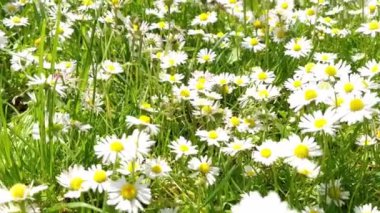 Papatya çiçeği tarlası. Bahar mevsimi