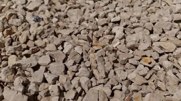 Background Texture Ground Brown Pebbles — Stock Video