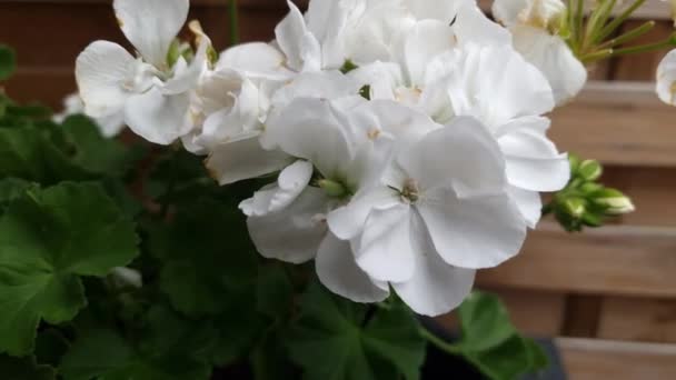 Красива Квітка Білої Герані — стокове відео