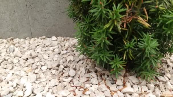 Arbust Înalt Chiparos Verde Care Crește Grădină — Videoclip de stoc