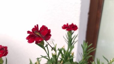 Kırmızı bir karanfil çiçeğinin üzerinde oturan yusufçuk. Kapatın. Doğa, biyoloji kavramları