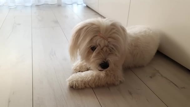 床に横たわっているかわいい小さなふわふわのマルタの犬 自宅で愛らしいペット — ストック動画