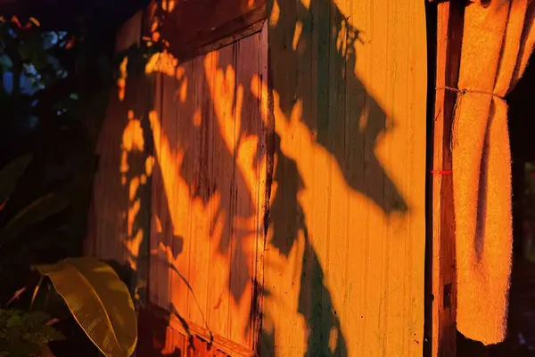 Sunset Leaf Shadows on Wall  Warm Evening Light, Nature Aesthetic Background