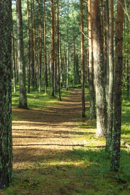Sakin bir ormanlık alanda ağaçların arasından süzülen güneşli bir orman yolu.