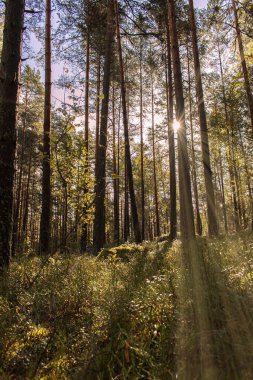 Sakin bir ormanlık alanda ağaçların arasından süzülen güneşli bir orman yolu.