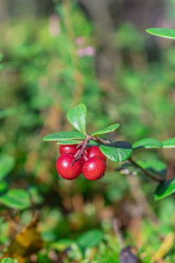Ormanda olgunlaşan yaban mersinleri