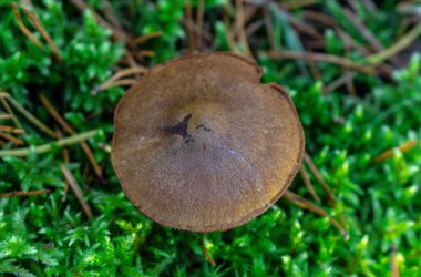 Altın-portakal mantarları, sakin bir orman ortamında çürüyen bir kütükten yetişir. Kabuğa karşı dokulu mantarlar güzelce zıtlaşırken, bulanık arkaplandaki uzun ağaçlar derinlik ekler..