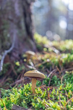 Altın-portakal mantarları, sakin bir orman ortamında çürüyen bir kütükten yetişir. Kabuğa karşı dokulu mantarlar güzelce zıtlaşırken, bulanık arkaplandaki uzun ağaçlar derinlik ekler..