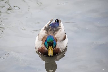 Güneşli bir günde nehirde yaşayan küçük ördek yavrularıyla Mallard dişisi. Vahşi ördeklerin üreme mevsimi. Renkli bir bahar mevsiminde kuluçkaya yatmış Mallard ördeği. Anne ördekli küçük ördek yavruları.