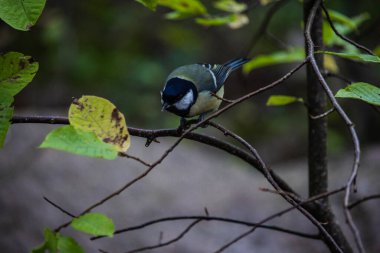 two birds tit and azure are sitting in a sunny spring garden on an apple tree branch with pink flowers