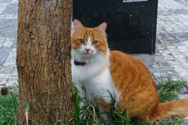 İstanbul 'daki güzel kızıl sokak kedisi güneşli bir günde dinleniyor.