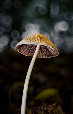 A delicate wild mushroom with a long slender stem and detailed gills,photographed from below.The soft bokeh background and natural lighting create a dreamy,forest-floor atmosphere.