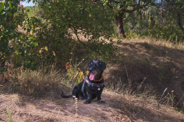 A cheerful black dog, possibly a Dachshund mix, sits comfortably in a natural setting with dry grass and green foliage under the warm sunlight, enjoying a peaceful moment outdoors.