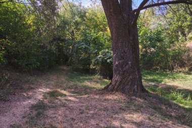 A tranquil scene in a sun-dappled forest, featuring a prominent old tree trunk beside a winding dirt path. The surrounding area is rich with vibrant green foliage and natural light, evoking a sense of calm and untouched nature.
