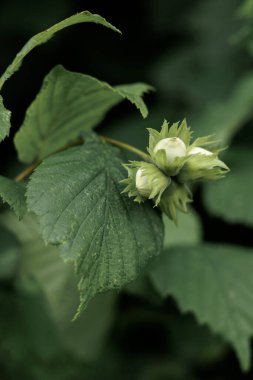Close-up of fresh green hazelnuts growing on a tree branch, surrounded by vibrant green leaves in natural daylight.