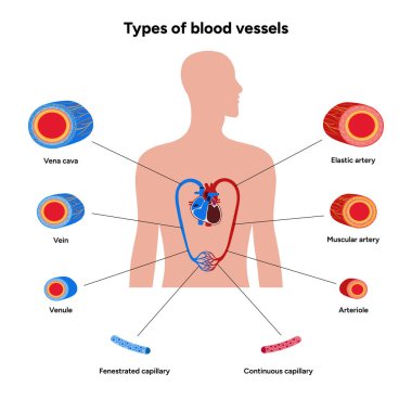 Vital Pathways of Double Circulation in Humans Oxygen Transport in the Body and types of blood vessels