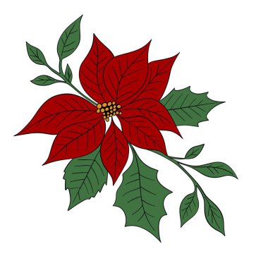 Beautiful red poinsettia flower, traditional Christmas plant symbol of the holiday season. Festive winter illustration greeting cards, invitations, decorations, posters, clipart
