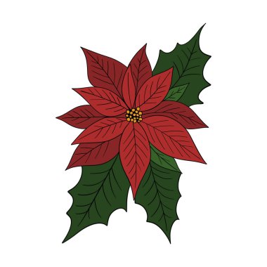 Beautiful red poinsettia flower, traditional Christmas plant symbol of the holiday season. Festive winter illustration greeting cards, invitations, decorations, posters, clipart