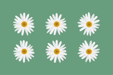Seamless Daisy Flower Pattern Vector Background. Floral Design