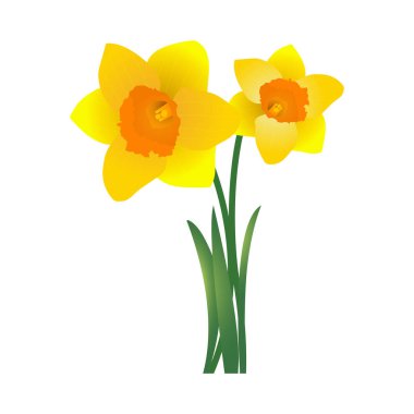 Dafodil flower vector illustration