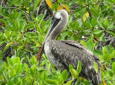 Lush Green Yeşilliği 'ne tünemiş kahverengi pelikan