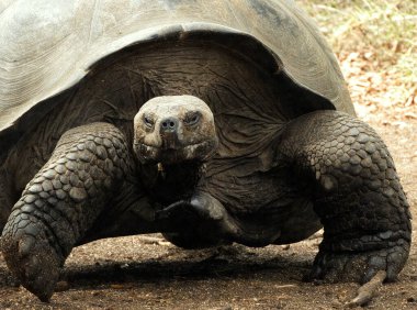 Dev Galapagos Kaplumbağası