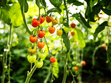 Sarmaşıkta olgunlaşan kiraz domatesleri, yeşilden turuncuya ve kırmızıya doğal bir eğilim gösteriyor. Büyümeyi, tazeliği ve organik çiftçiliğin güzelliğini simgeleyen canlı bir bahçe sahnesi. Arka planda yemyeşil bir ortam var..