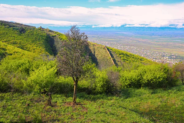Долина Виноградников Кахетинской Области Грузия Алазанская Долина Весной Красивый Пейзаж — стоковое фото