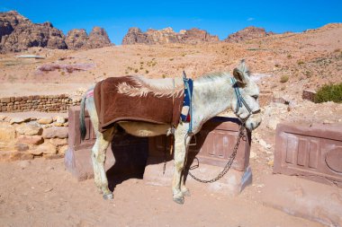 Ürdün, Wadi Musa 'daki Petra antik parkında güzel bir eşek.. 