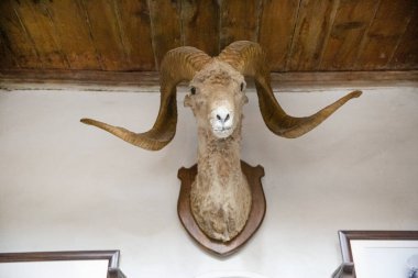 29 Eylül 2023, Karimabad, Pakistan. Marco Polo koyun başı Hunza Vadisi 'ndeki Baltit Kalesi' nde, Gilgit Batistan, Pakistan. 