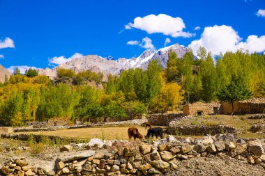 Shimshal village, remote village in Karakoram mountains. Cows and beautiful sunny day.  clipart