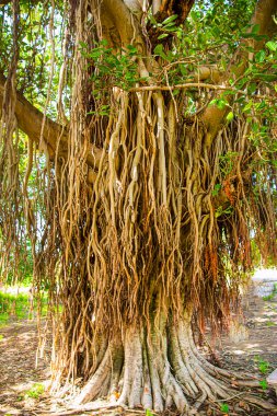 Banyan ağacı ya da Ficus benghalensis, kutsal kutsal gökyüzü kökleri olan ağaç.. 