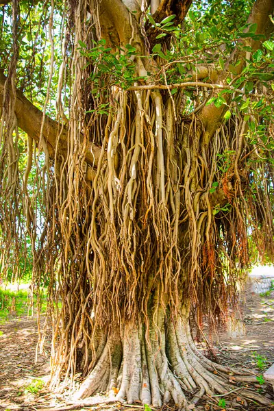 Banyan ağacı ya da Ficus benghalensis, kutsal kutsal gökyüzü kökleri olan ağaç.. 