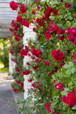 Arka bahçede güzel kırmızı gül çalısı