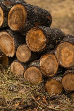 Ormanda yakacak odun