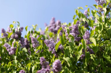 mor leylak çiçekleri. bahar arkaplanı