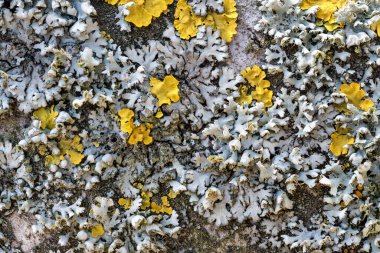 Yellow and gray lichens growing on a tree trunk. Close-up.