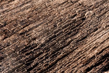 The fragment of an old decaying wood surface illuminated by sunlight. Close-up.