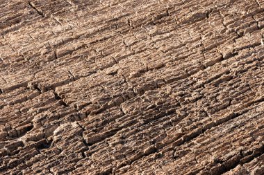 The fragment of an old decaying wood surface illuminated by sunlight. Close-up.