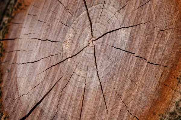 The fragment of a dry cut of wood. Close-up.