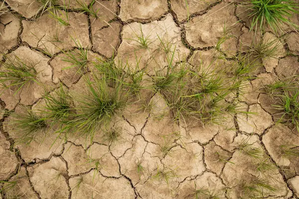 Nadir bitki örtüsüyle kaplanmış bir toprak. Küresel ısınmanın sonuçları.