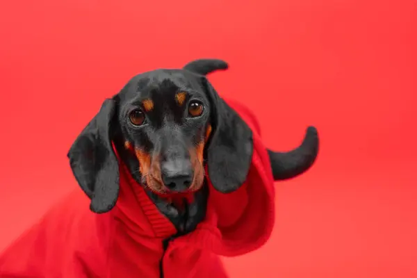 Чорний Засмаглий Собака Червоній Куртці Червоному Тлі Дивлячись Прямо Камеру Стокове Фото
