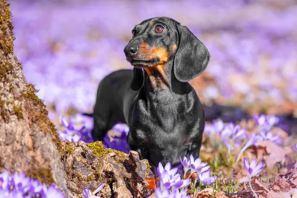 Цікава Собака Такса Цуценя Гуляє Лісу Паркується Весняний День Стоїть Ліцензійні Стокові Зображення