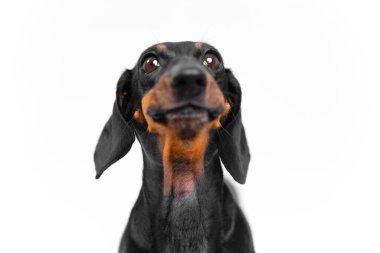 Charming portrait of a happy dachshund against a white background, capturing the playful and loyal nature of this beloved breed.