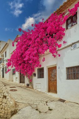 Eski bir İspanyol kasabasının dar bir sokağında beyaz bir evin arka planına karşı kırmızı buganvelia. Altea. İspanya.