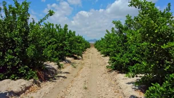 Sad Cytrusowy Rośnie Rzędach Koncepcja Rolnictwa Przejście Między Rzędami Drzew — Wideo stockowe