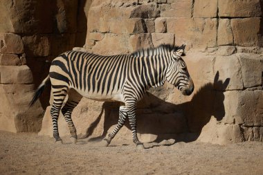 Yetişkin bir zebra kaya boyunca yürür ve bir gölge bırakır.