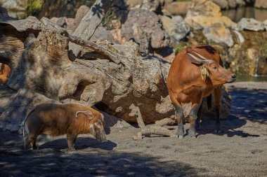 Afrika ormanlarındaki bufalolar güneşte yatar. Kızıl nehir domuzu, Potamochoerus porcus, diğer adıyla çalı domuzu..