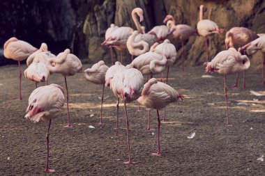 Pembe flamingolar kayaların ve ağaçların yanında uyurlar.