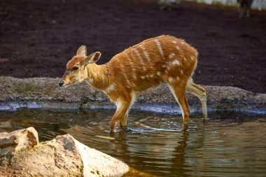 Orta Afrika 'da bulunan sitatunga ya da antilop